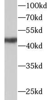 ANGPTL7 Rabbit Polyclonal Antibody