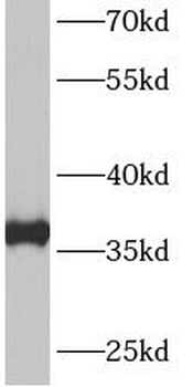 ANXA3 Antibody