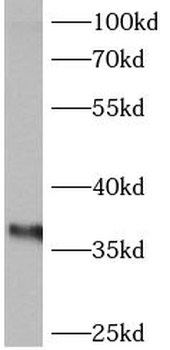 ANXA4 Antibody