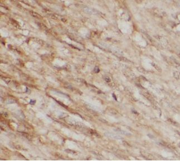 ANXA4 Antibody