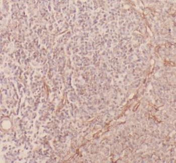 ANXA5 Antibody