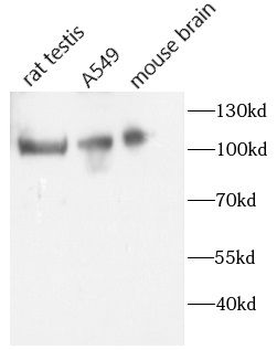 AP2B1 Antibody