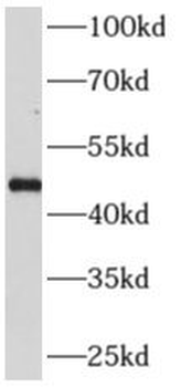 AP3M2 Rabbit Polyclonal Antibody