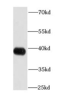 APEX1 Antibody