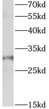 APH1A Antibody