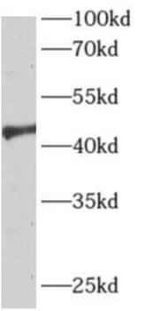 APLNR Antibody