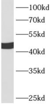 APOA4 Rabbit Polyclonal Antibody