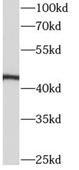 APOA4 Mouse Monoclonal Antibody