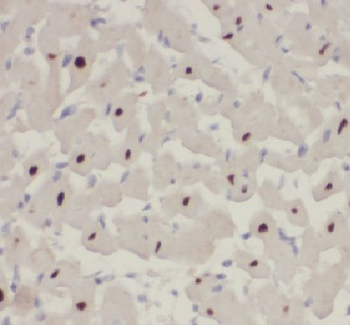 APOBEC2 Rabbit Polyclonal Antibody