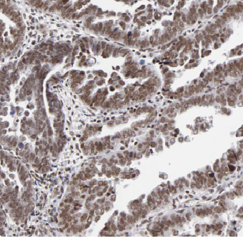 APOBEC3C Rabbit Polyclonal Antibody