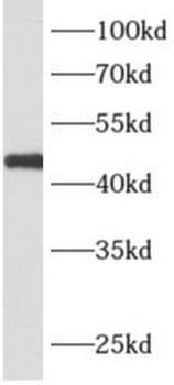 APOBEC4 Rabbit Polyclonal Antibody