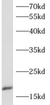APOC4 Rabbit Polyclonal Antibody