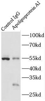 APOA1 Rabbit Polyclonal Antibody