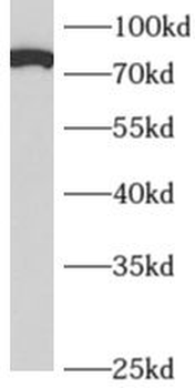 APPL1 Antibody