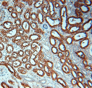 AQP1 Antibody