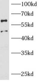 ARCN1 Rabbit Polyclonal Antibody