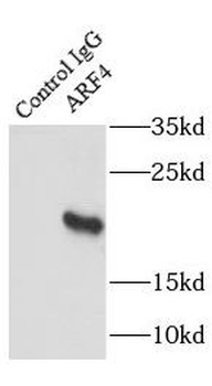 ARF4 Rabbit Polyclonal Antibody