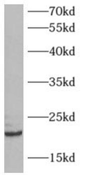 ARFRP1 Antibody