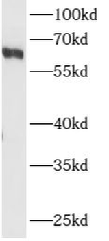 ARHGEF5 Antibody