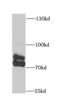 ARNT2 Rabbit Polyclonal Antibody