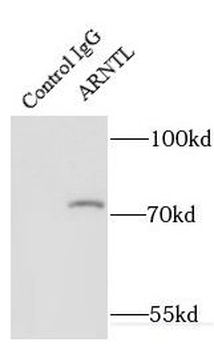 BMAL1 Rabbit Polyclonal Antibody