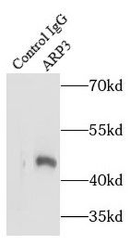 ACTR3 Antibody