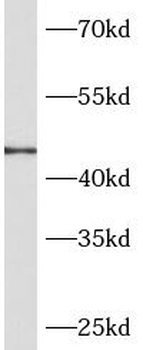 CLMP Antibody