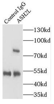 ASH2L Antibody