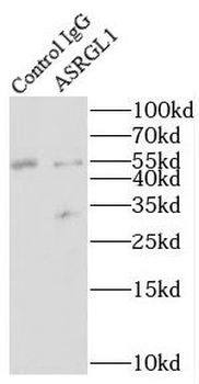 ASRGL1 Rabbit Polyclonal Antibody