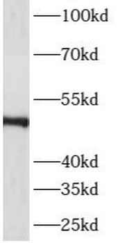 ASZ1 Rabbit Polyclonal Antibody