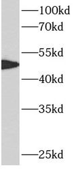 ATF4 Mouse Monoclonal Antibody
