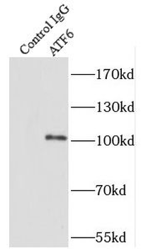 ATF6 Antibody