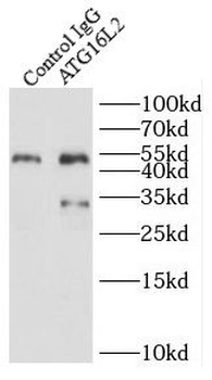 ATG16L2 Rabbit Polyclonal Antibody