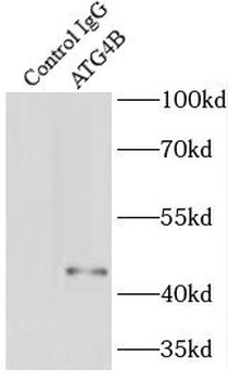 ATG4B Antibody