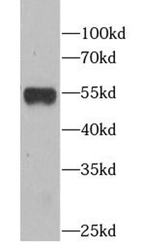 ATG5 Rabbit Polyclonal Antibody