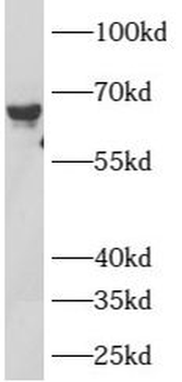ATL2 Rabbit Polyclonal Antibody