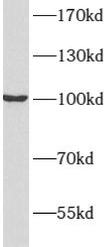 ATP1A2 Rabbit Polyclonal Antibody