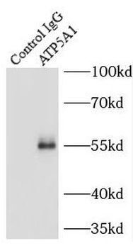 ATP5F1A Rabbit Polyclonal Antibody