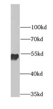 ATP5F1A Rabbit Polyclonal Antibody