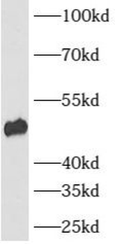 ATP6AP1 Rabbit Polyclonal Antibody