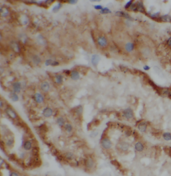 ATP6V1G1 Rabbit Polyclonal Antibody