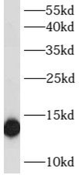 ATP6V1G2 Rabbit Polyclonal Antibody
