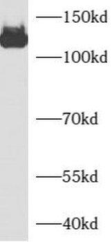 CEP131 Rabbit Polyclonal Antibody