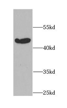BAG1 Antibody