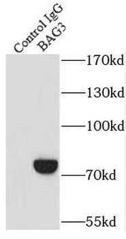 BAG3 Antibody