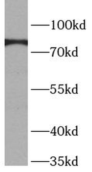 BAG3 Antibody