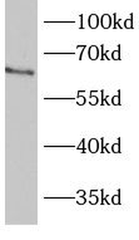BBS1 Antibody