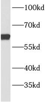 BBS9 Antibody