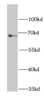 BCHE Antibody