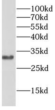 BCL10 Antibody